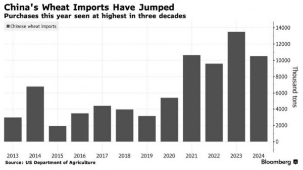 Китай нарастит импорт пшеницы из-за ухудшения качества собственного урожая